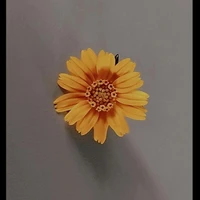 แอดเองง