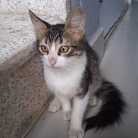 Dina (Autora)