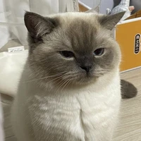 โกโก้(พ.อร่างแมว)