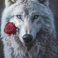 kylu(lobo de lírio)