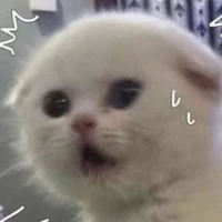 แอดเองค้าบบบ