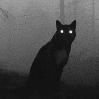 Noctis, o gato 🐈‍⬛
