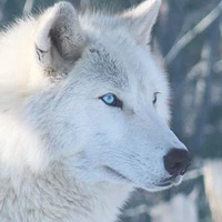 Lobo de JK
