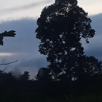 เเอด
