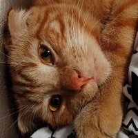 Garfield Alves
