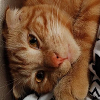 Garfield Alves