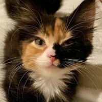 |🐱| Suki |🐱|