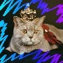 gato