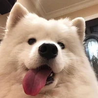 เฮจิ(ร่างหมา🐶)