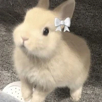 Bunny 🐰