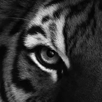tiger~ (author)