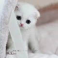 นมกล่อง