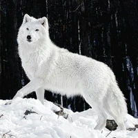 mimi (lobo de jimin)