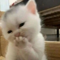 Author with meow
