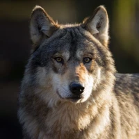 *lobo de nam*