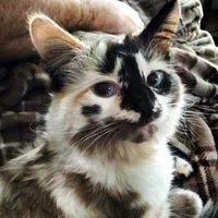 mia
