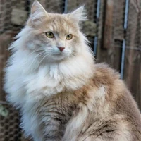Félix