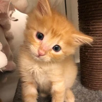 gizmo