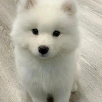 GALLETITA (CACHORRO)