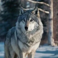 lobo de t/n