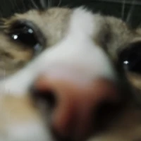 แอดเอง