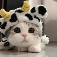 แอดเองค้า~