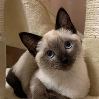 leo(gato)