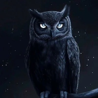 Black owl 