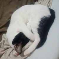 Amara