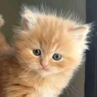 Kitty 
