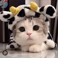 เเอดมิน