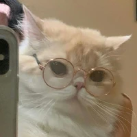 แมวพระเอก