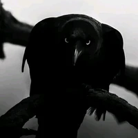 crow bird