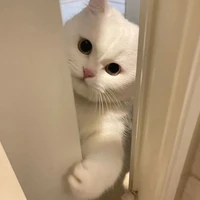 ꜱᴛᴀʀ สตาร์ 【 บทบาท แมว 】