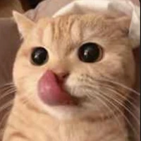 ฮาชิ{แมวน.อ}