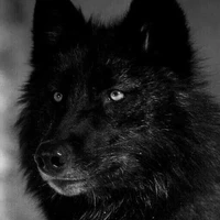 Lobo de Seong-Min