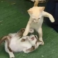 meow