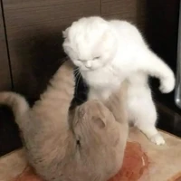 meow
