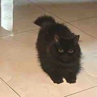 Pookie dookie ( author ) 