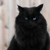 Azrael (forma felina)
