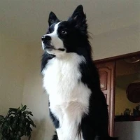 Bibi.
