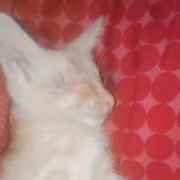 mili