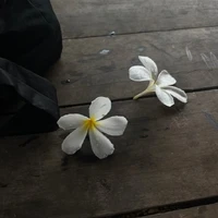ชบา[แม่นอ.]