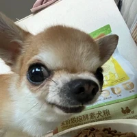 pincher de n sei quem