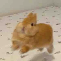 แอด