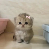 LittleAngie/Author