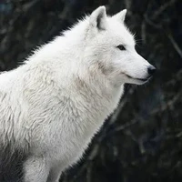 luna(lobo)