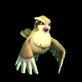 pidgey