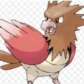 spearow