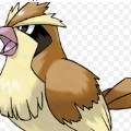 pidgey